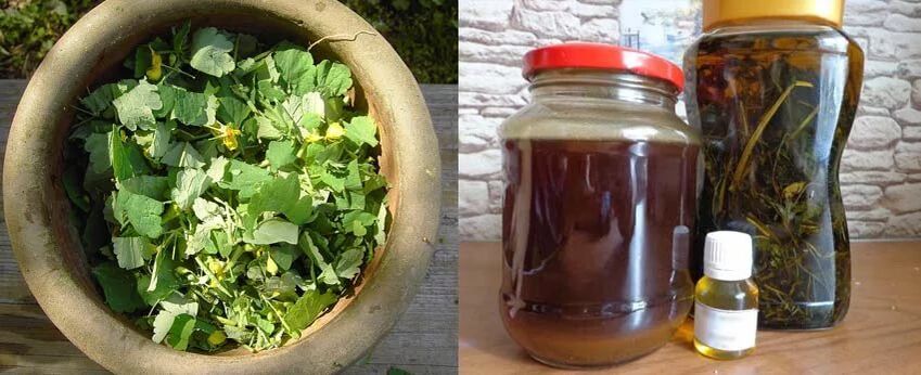 Preparazione del succo curativo di celidonia per ulteriore utilizzo nella lotta contro i funghi delle unghie dei piedi
